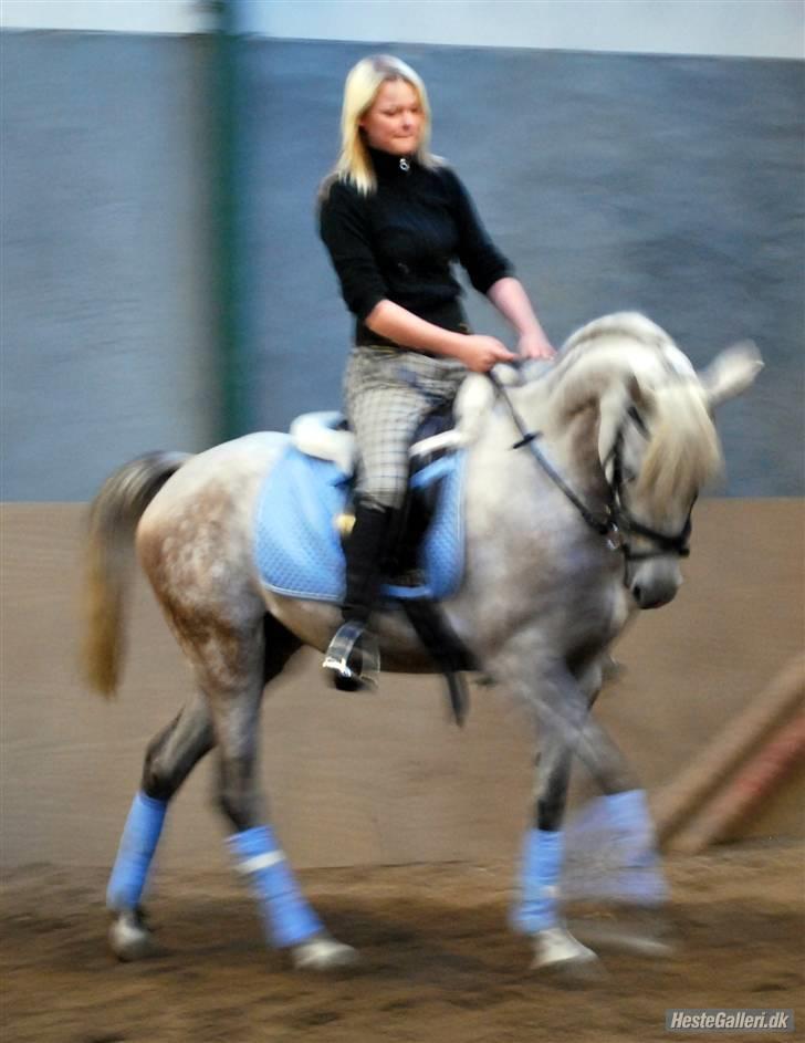 Arabisk fuldblod (OX) Farasha Al-Sahra † <3 billede 4