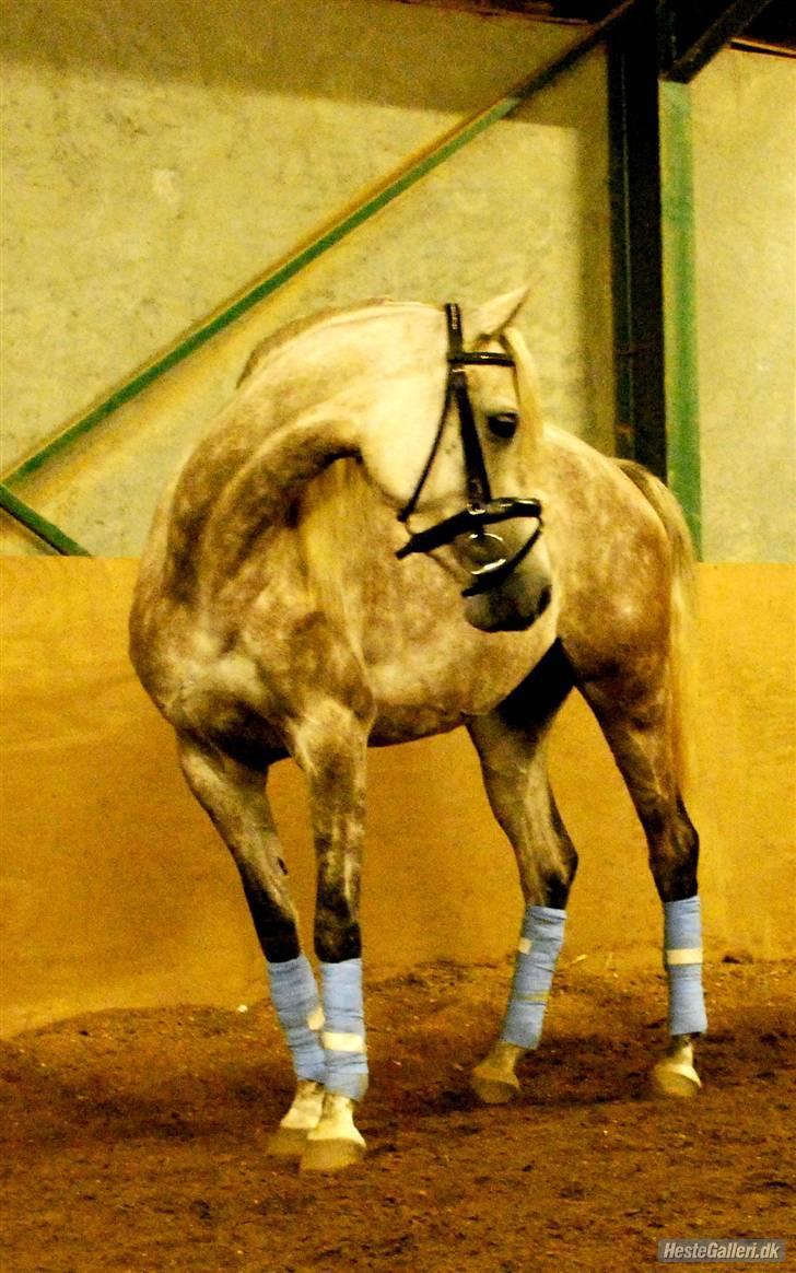 Arabisk fuldblod (OX) Farasha Al-Sahra † <3 - - aaarh., kan den vidst ikk. x) billede 5