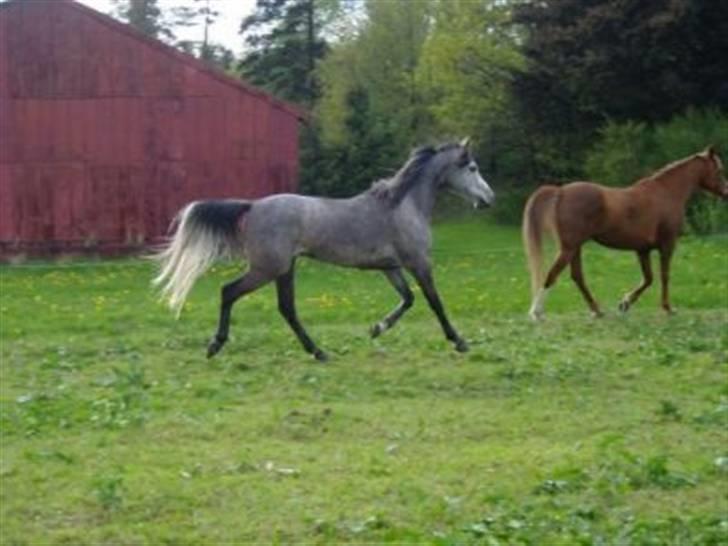 Arabisk fuldblod (OX) Farasha Al-Sahra † <3 - Farasha´s mor - Rozetta Emblem  billede 6