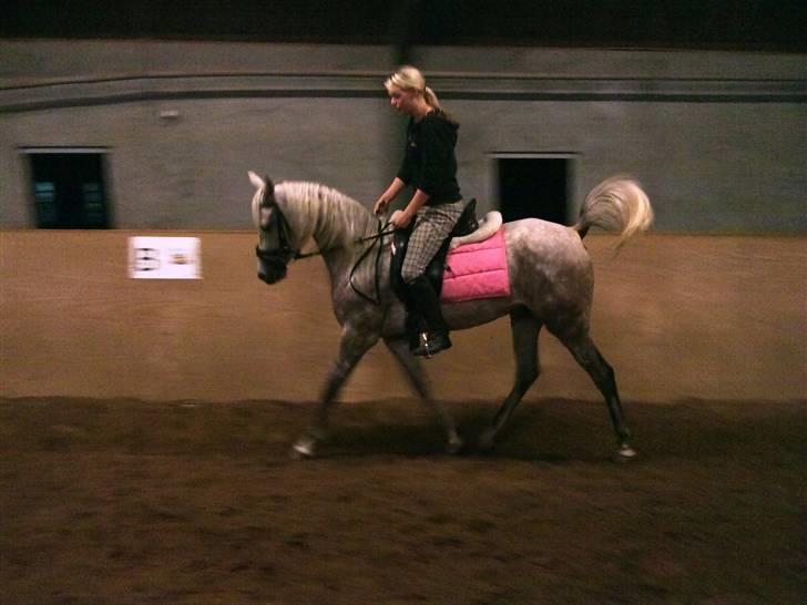 Arabisk fuldblod (OX) Farasha Al-Sahra † <3 billede 7