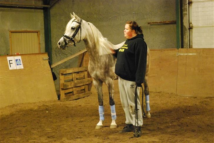 Arabisk fuldblod (OX) Farasha Al-Sahra † <3 billede 8