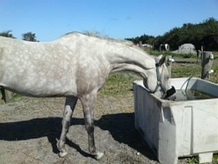 Arabisk fuldblod (OX) Farasha Al-Sahra † <3 billede 9