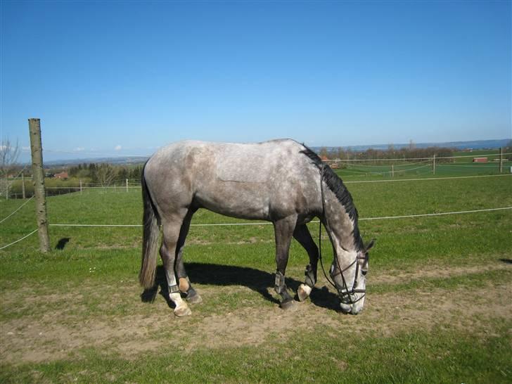 Anden særlig race Smukke SOLGT billede 2