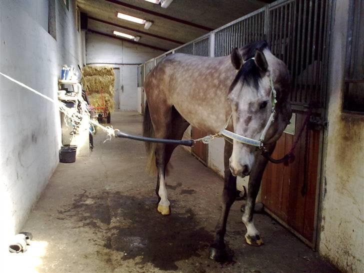 Anden særlig race Smukke SOLGT billede 5