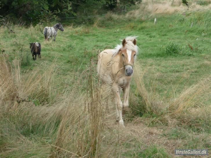 Anden særlig race Hafl./Palom. Flika(solgt) billede 2