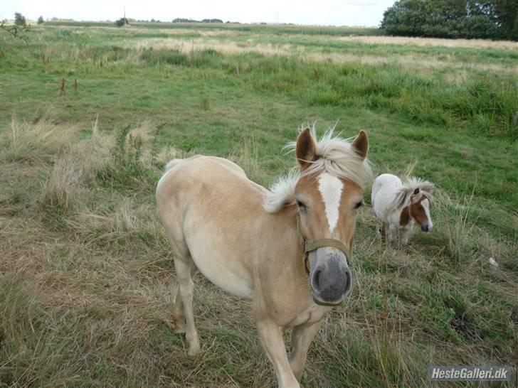 Anden særlig race Hafl./Palom. Flika(solgt) billede 3