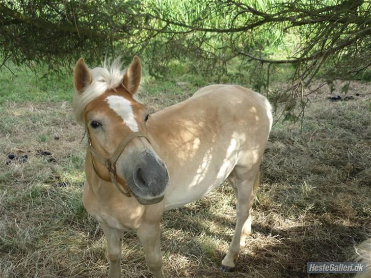 Anden særlig race Hafl./Palom. Flika(solgt) billede 4