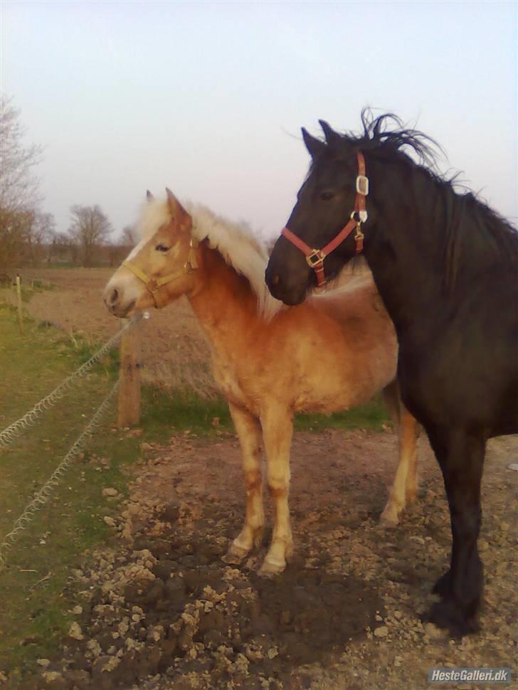 Anden særlig race Hafl./Palom. Flika(solgt) billede 5