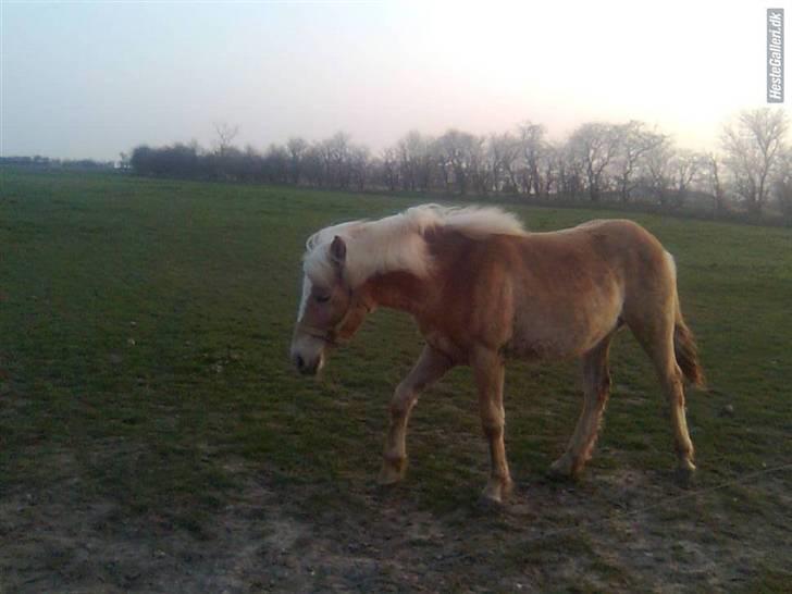 Anden særlig race Hafl./Palom. Flika(solgt) billede 6