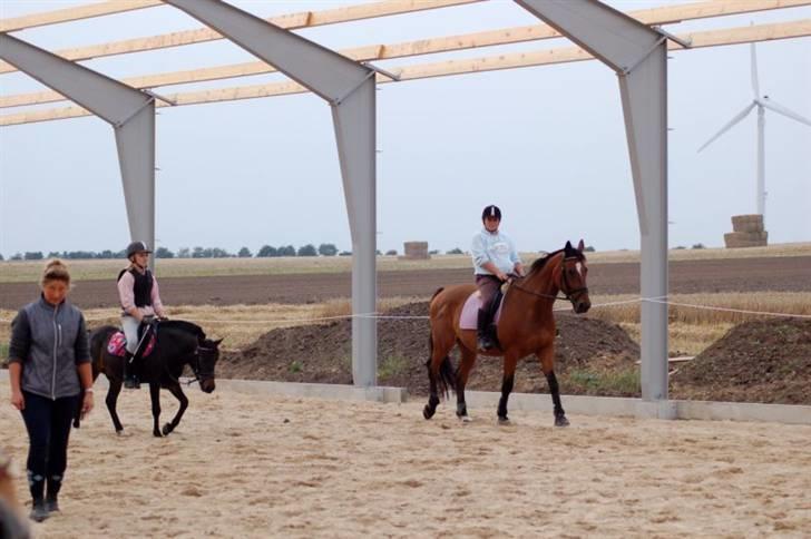 Dansk Varmblod Coleman *HIMMELHEST* - Vores nye opstaldnings sted på rideklubben-svej. billede 11