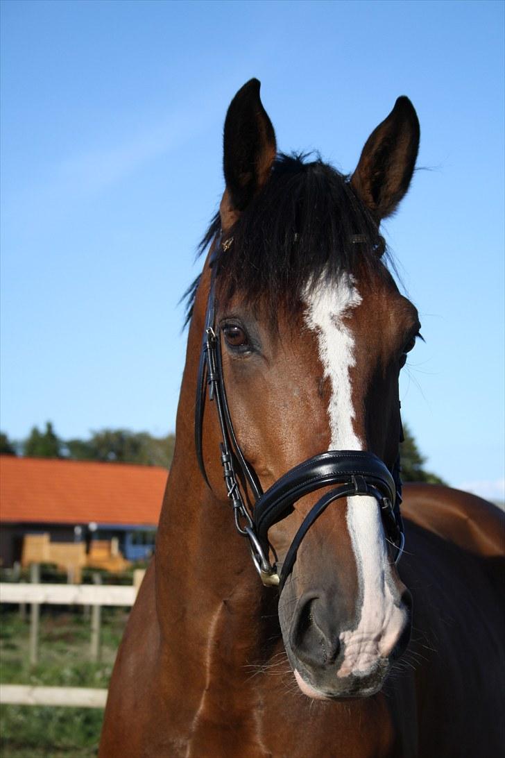 Dansk Varmblod Leandro T   ***Solgt*** billede 2