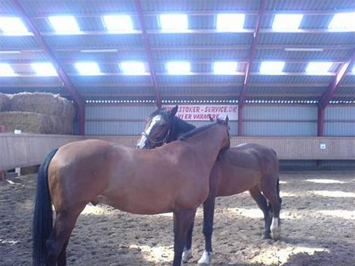Dansk Varmblod Leandro T   ***Solgt*** billede 4