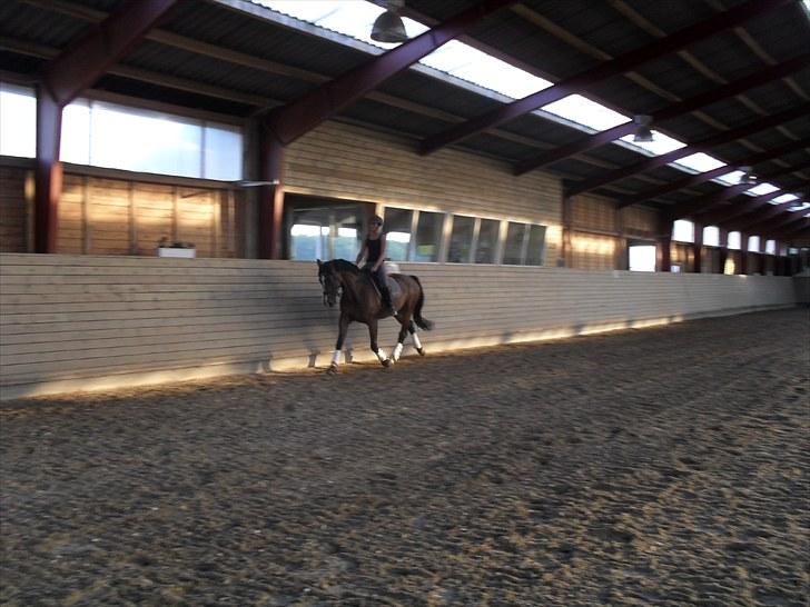 Dansk Varmblod Leandro T   ***Solgt*** billede 6