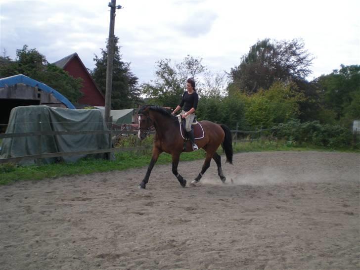 Dansk Varmblod Leandro T   ***Solgt*** billede 10