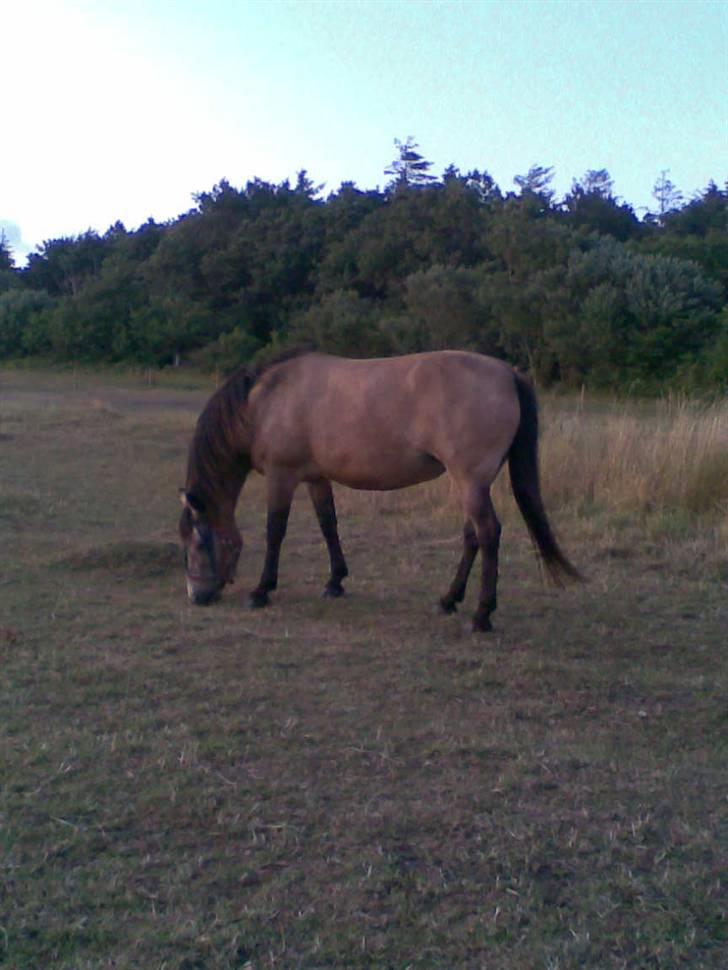 Connemara smilla<33 - på folden billede 2