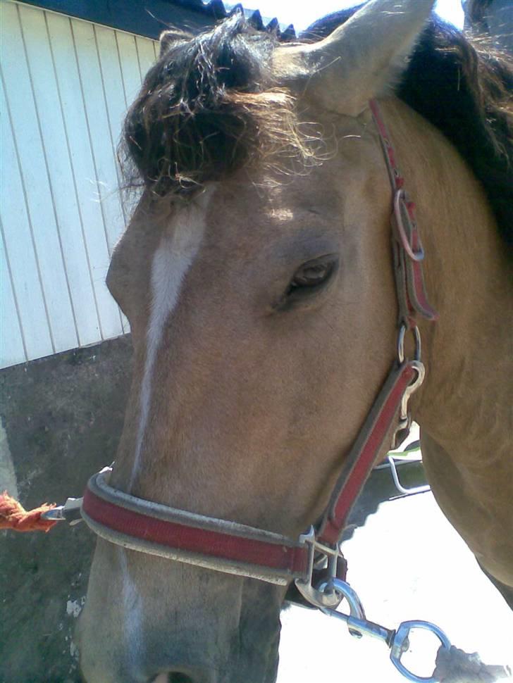 Connemara smilla<33 billede 4