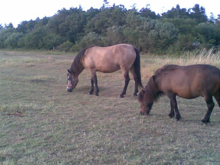 Connemara smilla<33 billede 6