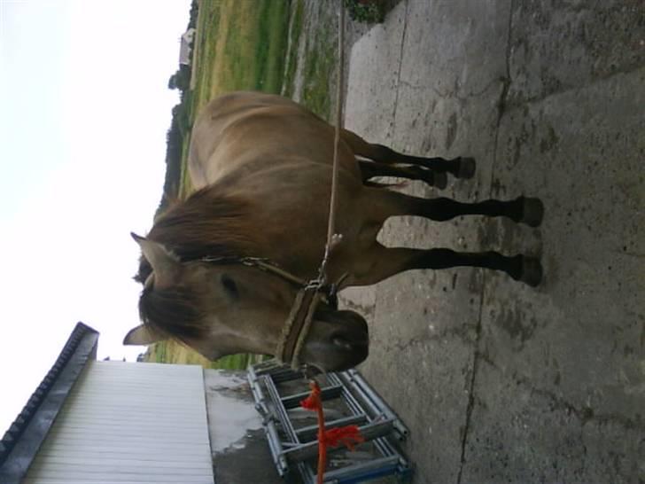 Connemara smilla<33 billede 7