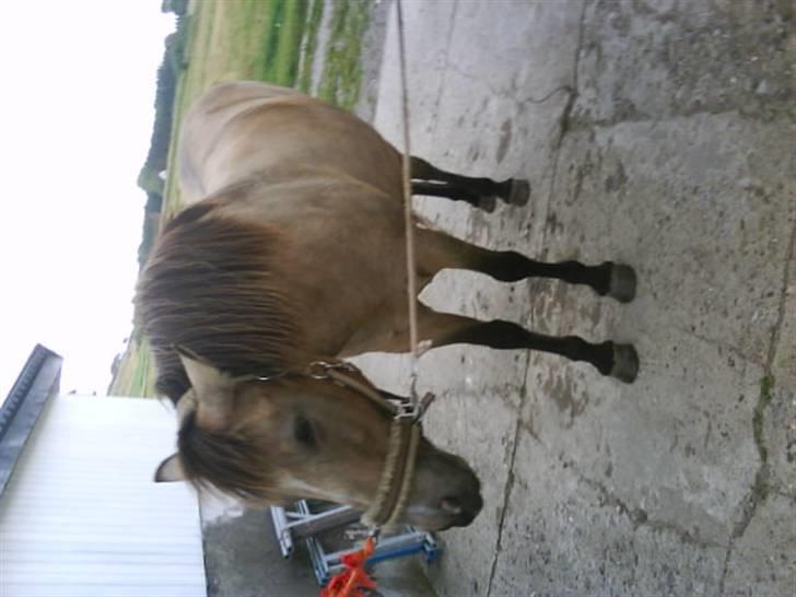 Connemara smilla<33 billede 8