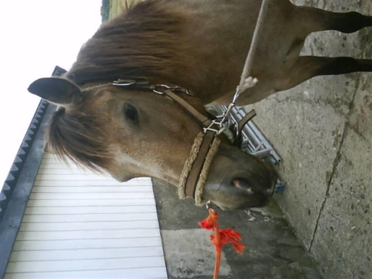 Connemara smilla<33 billede 9