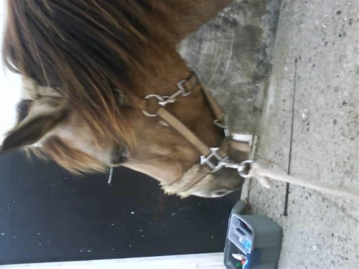 Connemara smilla<33 billede 11