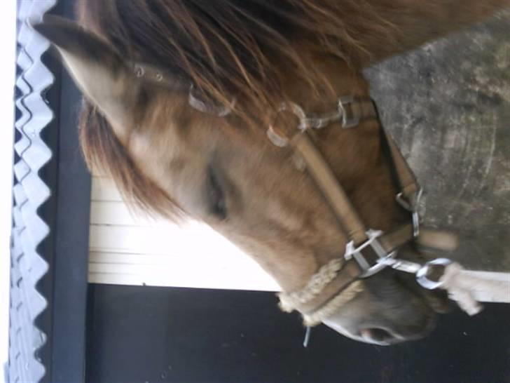 Connemara smilla<33 billede 12