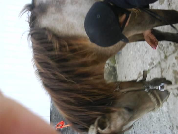 Connemara smilla<33 - da jeg fik cammosilla til at ride hende fordi jeg ikke var hjemme  billede 13