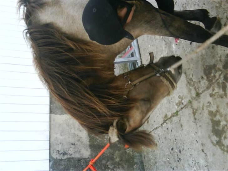 Connemara smilla<33 billede 14