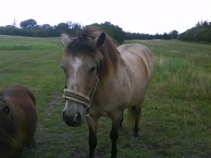 Connemara smilla<33 billede 15