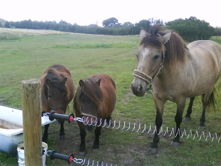 Connemara smilla<33 billede 16