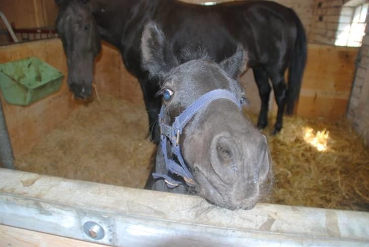 Anden særlig race - Ravnholts Miss Diva  - 2 dage gammel og meget nysgerrig. billede 17