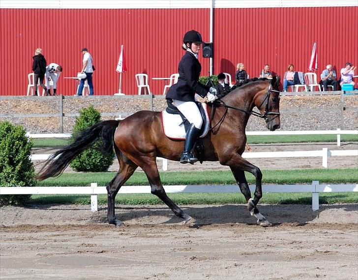 Dansk Varmblod SANDBÆK'S OPHELIA - 4 års championat i Tørring d. 8. aug 2010 billede 7