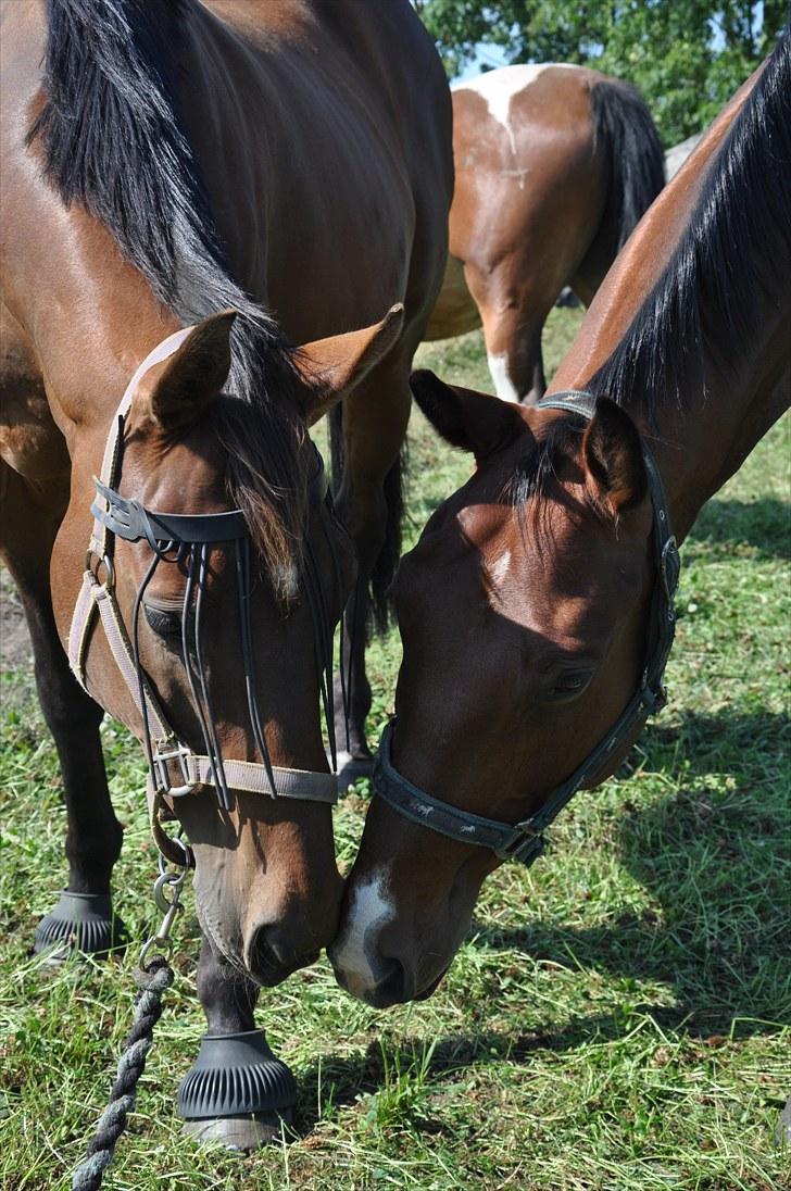 Fuldblod (XX) Sing a Long - Bassen & Valentino :-)) - sommer 2010. (foto: Agnes Madsen) billede 6