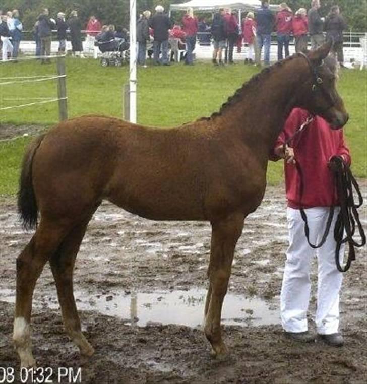 Dansk Varmblod Lundebakken's Vanessa billede 2