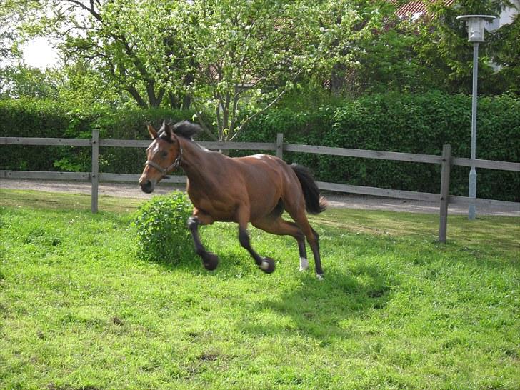 Dansk Varmblod Lundebakken's Vanessa billede 3