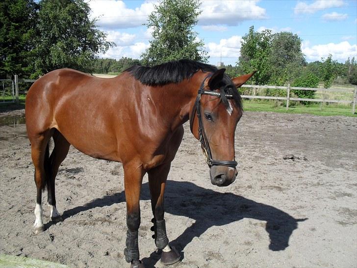 Dansk Varmblod Lundebakken's Vanessa billede 4