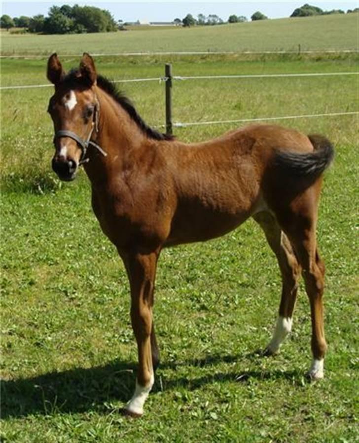 Dansk Varmblod Lundebakken's Vanessa billede 5