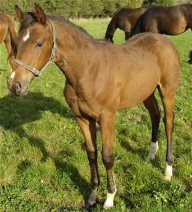 Dansk Varmblod Lundebakken's Vanessa billede 6
