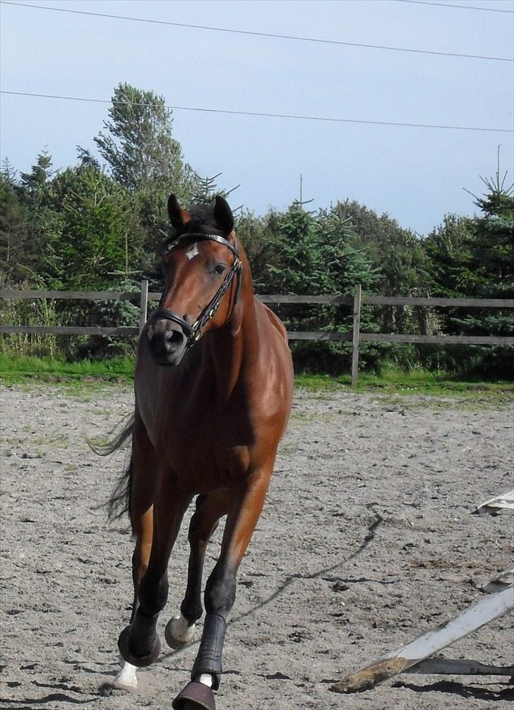 Dansk Varmblod Lundebakken's Vanessa billede 7