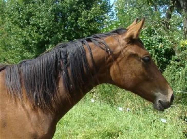 Dansk Varmblod Lundebakken's Vanessa billede 8