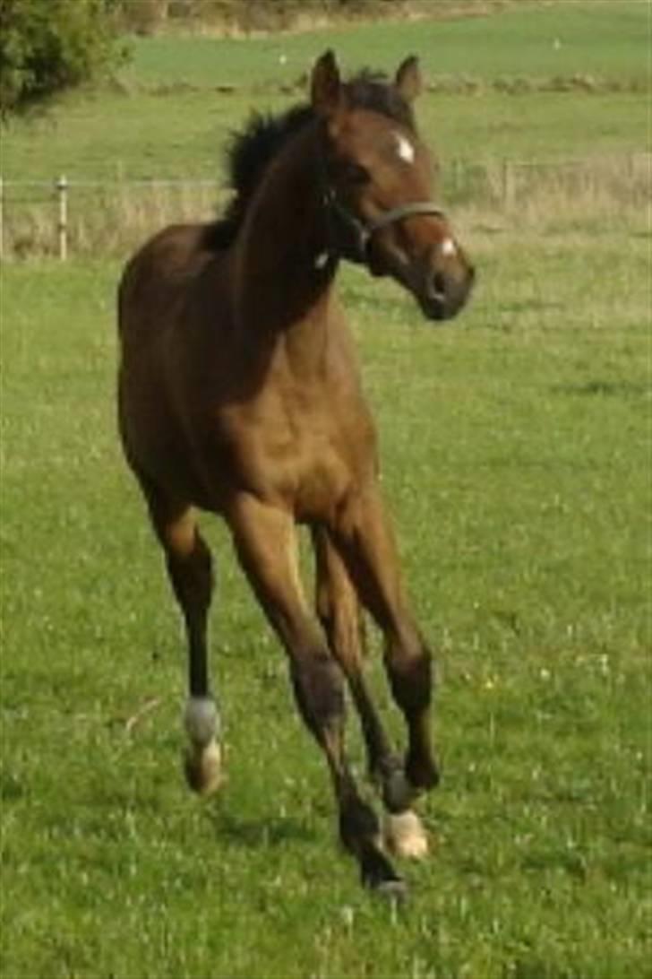 Dansk Varmblod Lundebakken's Vanessa billede 9