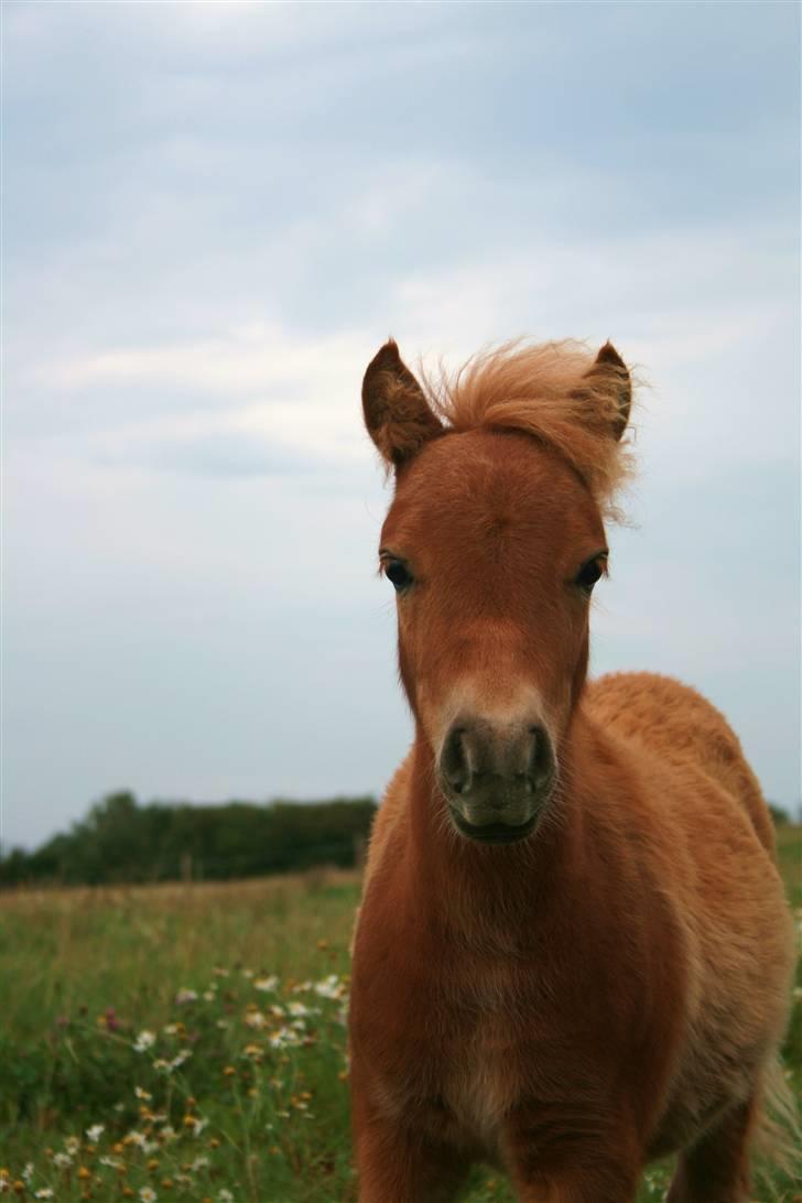 Shetlænder Hercules billede 11