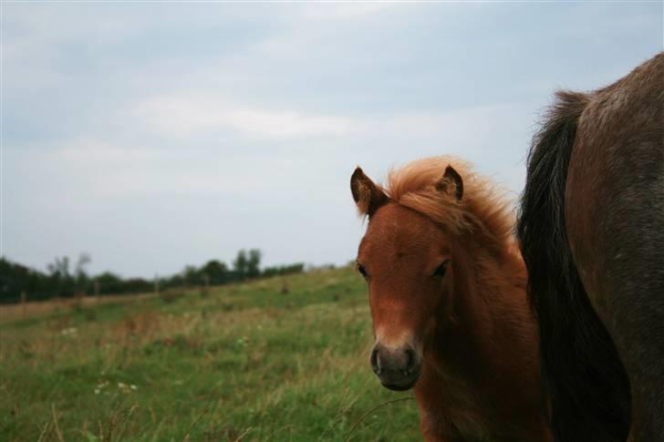 Shetlænder Hercules billede 13