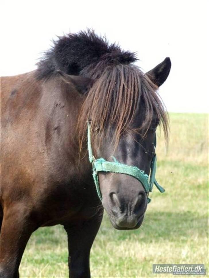 Shetlænder Magnum - Velkommen til Magnum´s profil <33 et Super dejligt billed fra sommergræs, taget af Tatti! Mange tak! billede 1