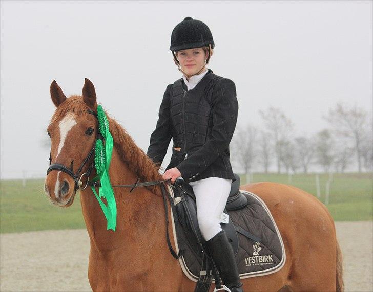 Hollandsk Sportspony Killroy - Velkommen til Killroys profil (: | efter stævnet i Middelfart d. 14. november 2010 billede 1