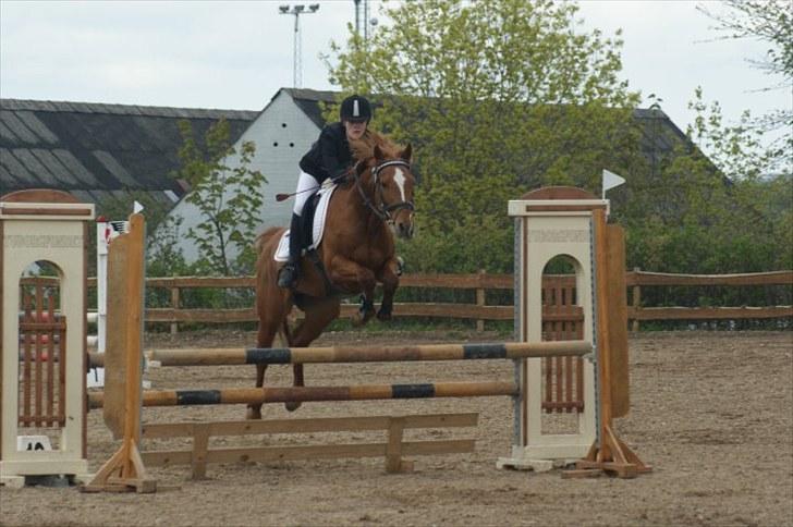 Hollandsk Sportspony Killroy - Egensmesterskab 2010. billede 5