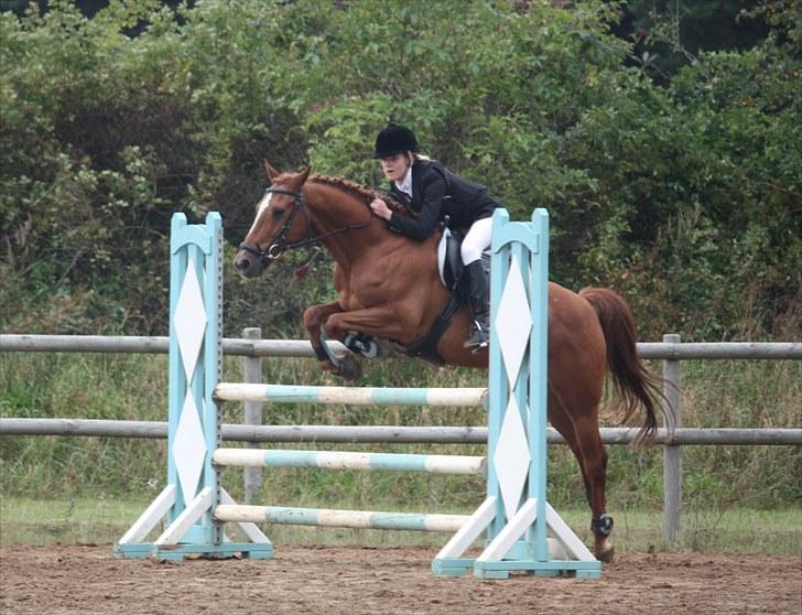 Hollandsk Sportspony Killroy - 2. afdeling af klubmesterskab LA - september 2010 billede 6