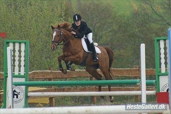 Hollandsk Sportspony Killroy - Killroy til egensmesterskab 2010. billede 7