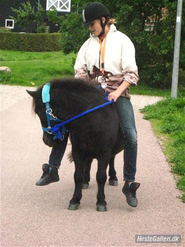 Shetlænder Magnum - andet år jeg passer magnum, det var den periode hvor han mens jeg passede ham var meget lidt strid, ellers har han altid været en drøm! billede 2