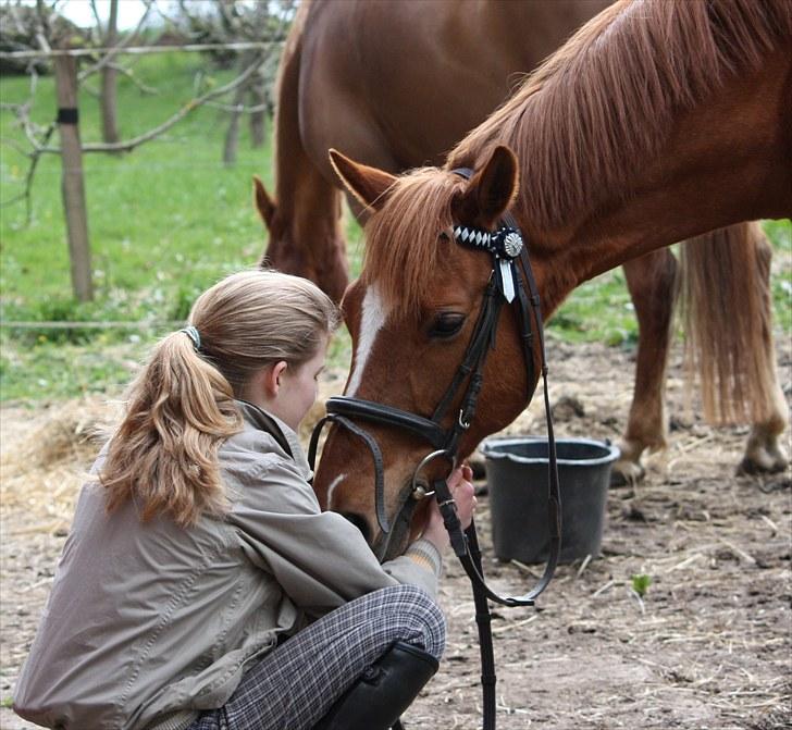 Hollandsk Sportspony Killroy - elsker dig pony, du er noget særligt.  billede 11